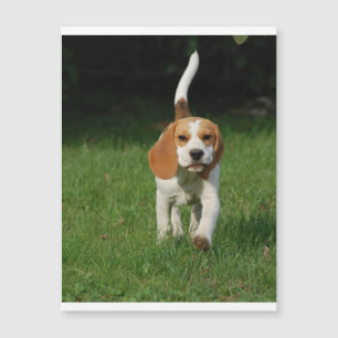 Carte Magnétique beagle marche.png