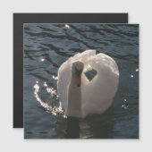 Carte Magnétique Beau cygne blanc (Devant / Derrière)