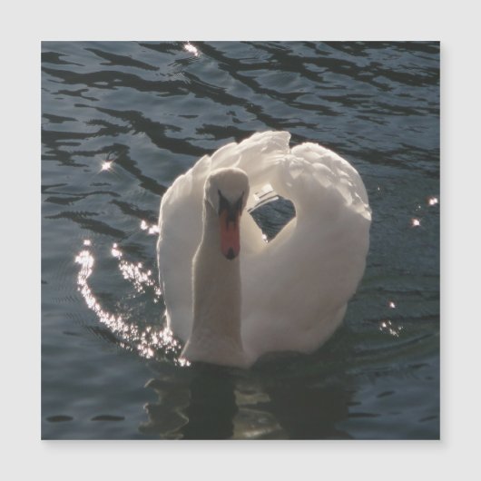 Carte Magnétique Beau cygne blanc (Devant)