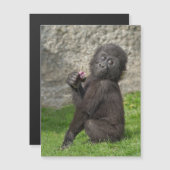 Carte Magnétique Bébé mignon Gorilla (Devant / Derrière)