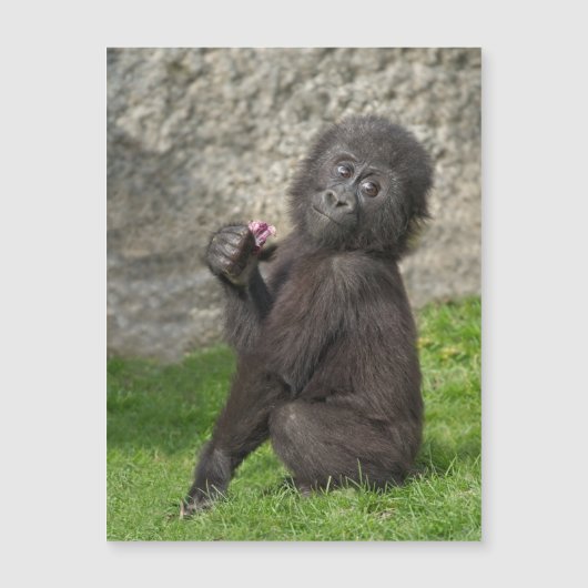 Carte Magnétique Bébé mignon Gorilla (Devant)
