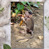 Carte Magnétique Bébé singe