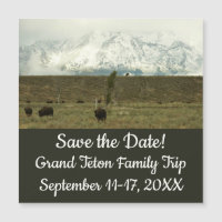 Bison à Grand Teton National Park Photographie