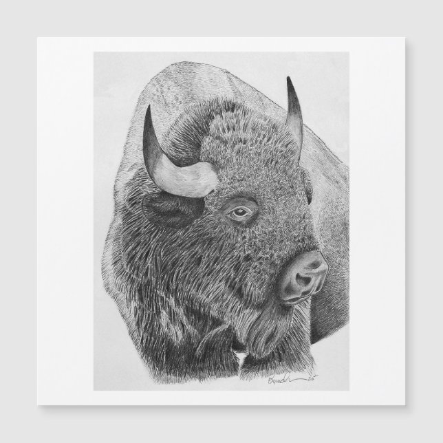 Carte Magnétique Bison d'Amérique (Devant)