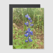 Carte Magnétique Bluebonnet (Devant / Derrière)
