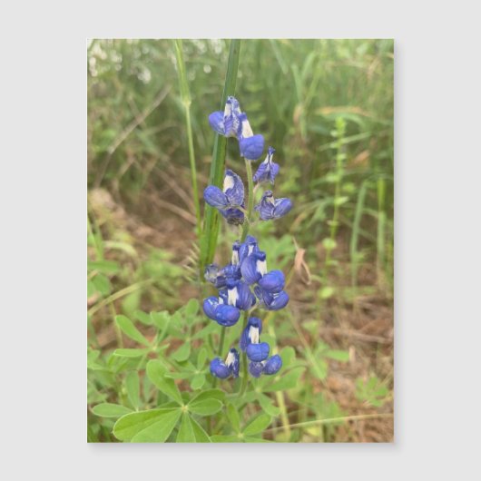 Carte Magnétique Bluebonnet (Devant)