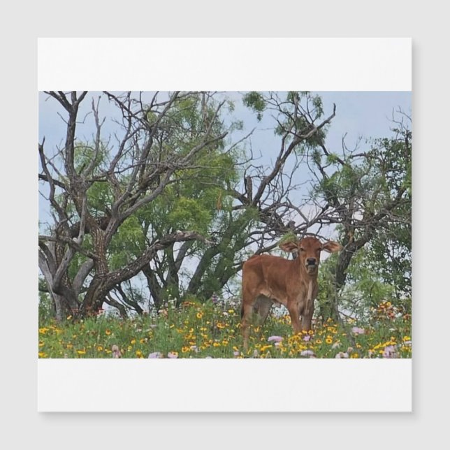 Carte Magnétique Brahman Calf in Wildflowers (Devant)