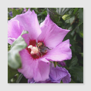 Carte Magnétique Bumblebebe sur Hibiscus Flower Magnetic Card