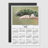 Carte Magnétique Calendrier magnétique 5x7 2026 Caméléon de Jackson (Devant / Derrière)
