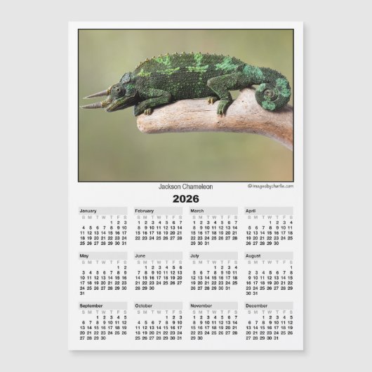 Carte Magnétique Calendrier magnétique 5x7 2026 Caméléon de Jackson (Devant)