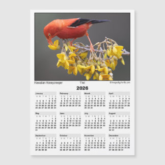 Carte Magnétique Calendrier magnétique 5x7 2026 Iiwi Oiseau Hawaïen