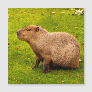Carte Magnétique Capybara