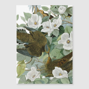 Carte Magnétique Carolina Pigeon Audubon Morning Dove