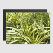 Carte Magnétique Chanson indienne (Devant / Derrière)
