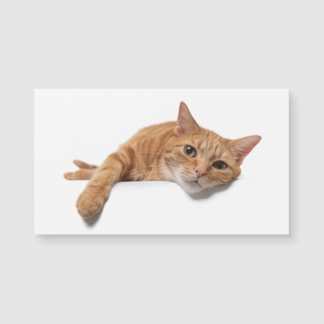 Carte Magnétique Chat Orange Posé En Bas (Devant)