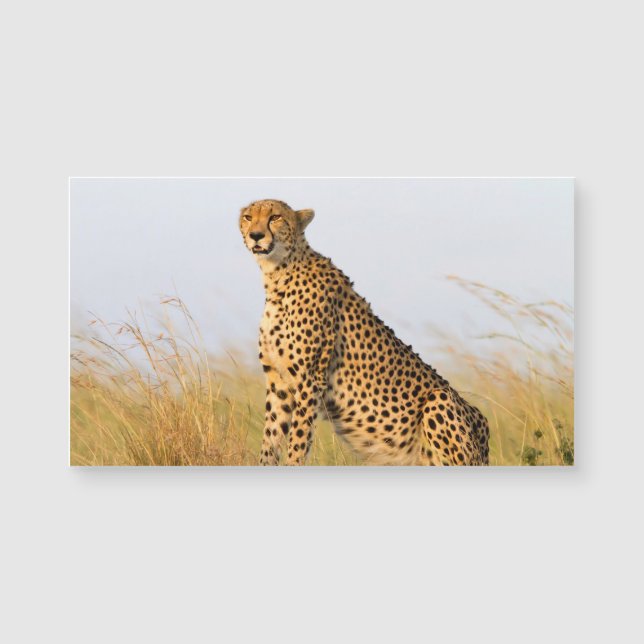 Carte Magnétique Cheetah (Devant)