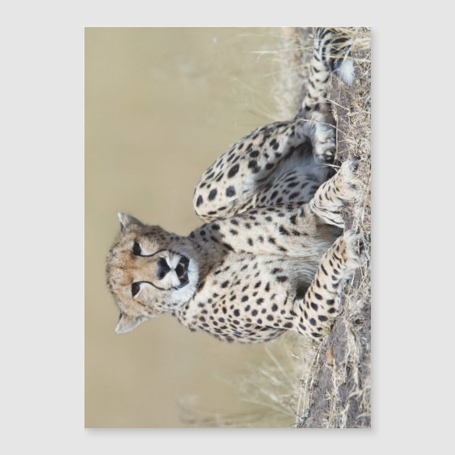Carte Magnétique Cheetah (Devant)