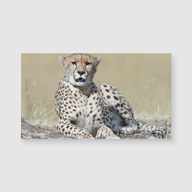 Carte Magnétique Cheetah (Devant)