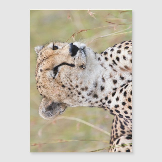 Carte Magnétique Cheetah (Devant)