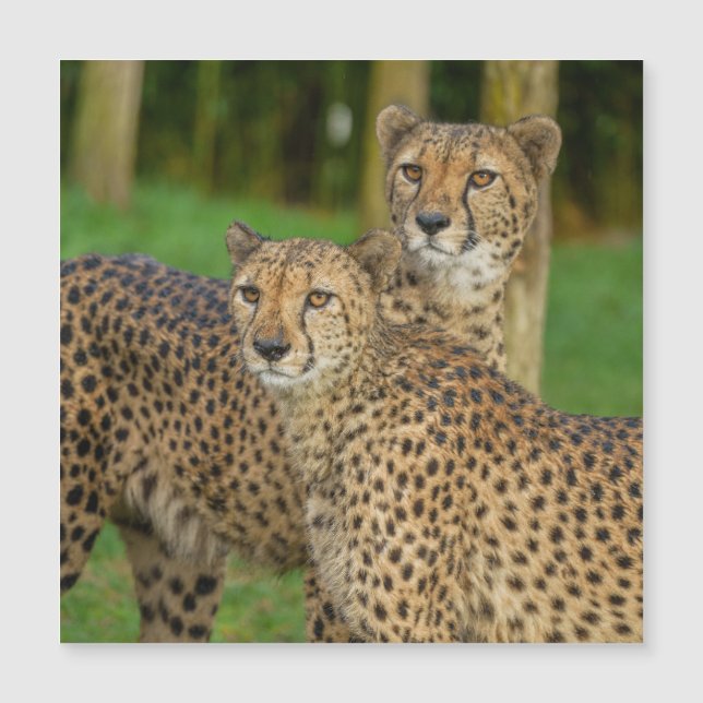 Carte Magnétique Cheetah Duo (Devant)