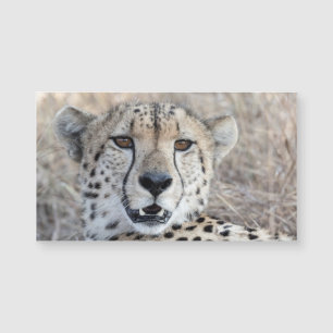 Carte Magnétique Cheetah Portrait