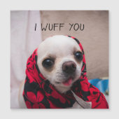 Carte Magnétique Chihuahua mignon Je vous jure que vous aimez la ca (Devant)