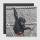 Carte Magnétique Chimpanzé 017 (Devant / Derrière)