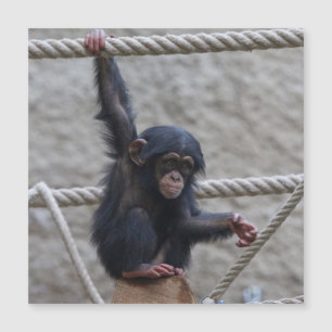 Carte Magnétique Chimpanzé 017