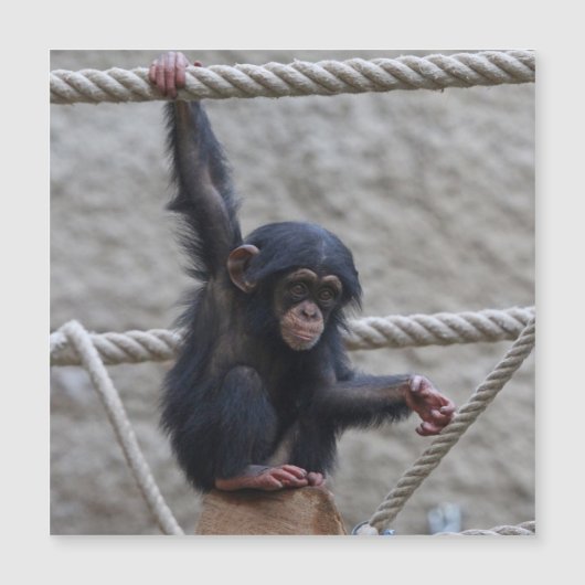 Carte Magnétique Chimpanzé 017 (Devant)