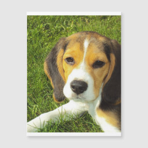 Carte Magnétique chiot beagle.png