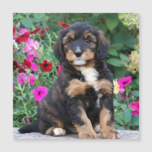 Carte Magnétique Chiot bernedoodle en pétunias