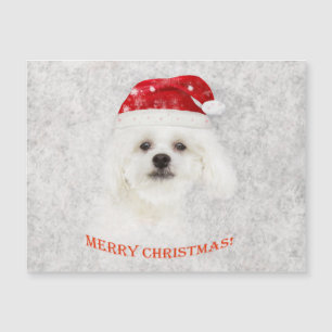 Carte Magnétique Chiot maltais de Noël congelé