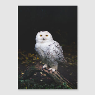 Carte Magnétique Chouette hivernale majestueuse