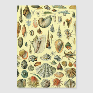 Carte Magnétique Coquillages de coquillages Mollusk Clam Élégant Ar