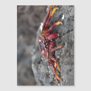 Carte Magnétique Crabe rouge