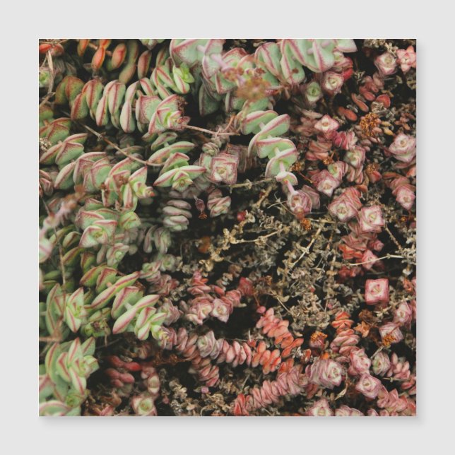 Carte Magnétique Crassula perforata (Devant)