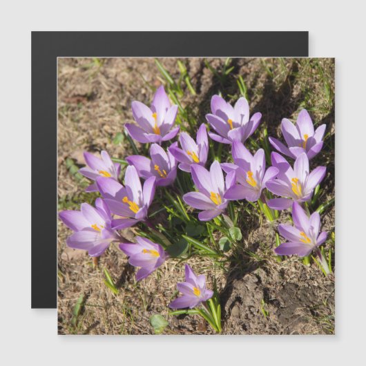 Carte Magnétique Crocus de printemps mignons (Devant / Derrière)