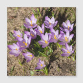 Carte Magnétique Crocus de printemps mignons (Devant)