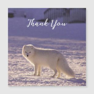 Carte Magnétique Cute White Arctic Fox neige hiver Photographie