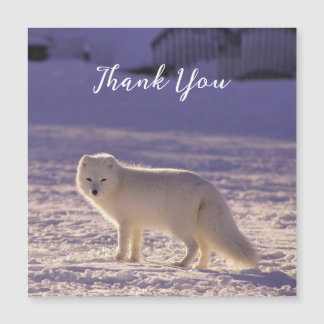 Carte Magnétique Cute White Arctic Fox neige hiver Photographie