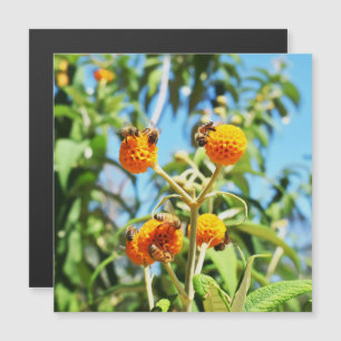 Carte magnétique des abeilles au travail