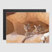 Carte Magnétique Deux Lions de Montagne (Devant / Derrière)