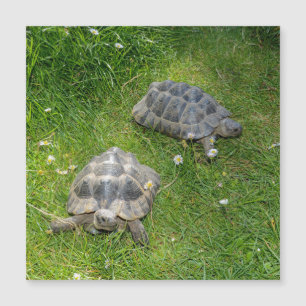 Carte Magnétique Deux tortues dans de l'herbe verte