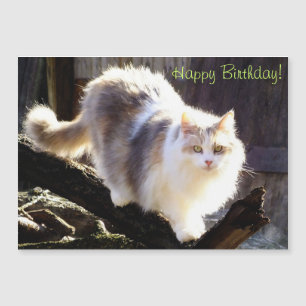 Carte Magnétique Dilute Calico Maine Coon Chat Anniversaire