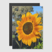 Carte magnétique du tournesol (Devant / Derrière)