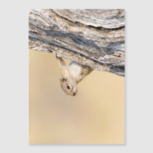 Carte Magnétique Écureuil