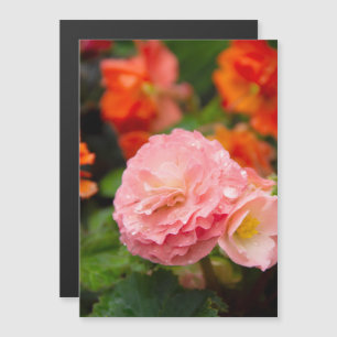 Carte Magnétique Fleur rose délicate après la pluie