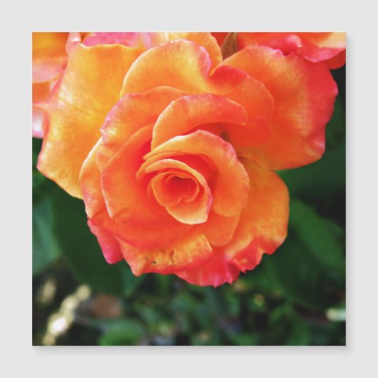 Carte Magnétique Fleur rose orange (Devant)