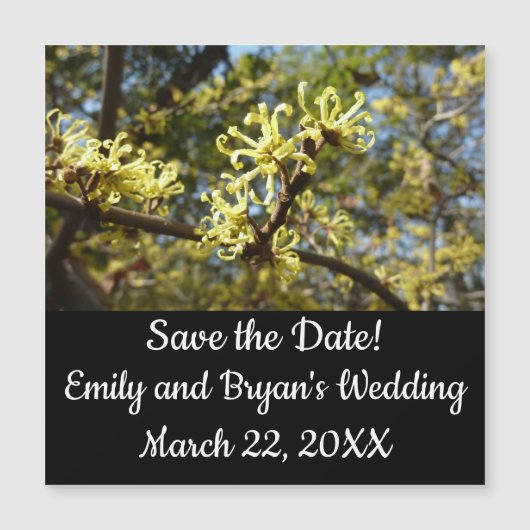 Carte Magnétique Fleurs à puces de sorcière (Devant)