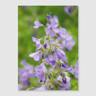 Carte Magnétique Fleurs bleues délicates sur un champ vert dans un 